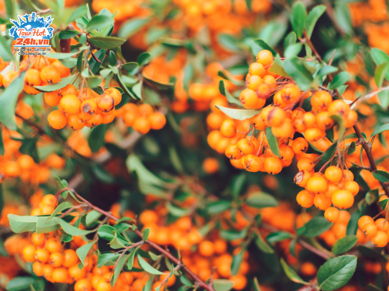 trai-cay-tan-cuong-mai-hac-bien