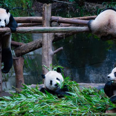 cong-vien-gau-truc-trung-khanh-tour-vu-long-6n5d