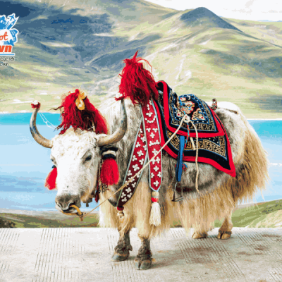 Bò-yak_2