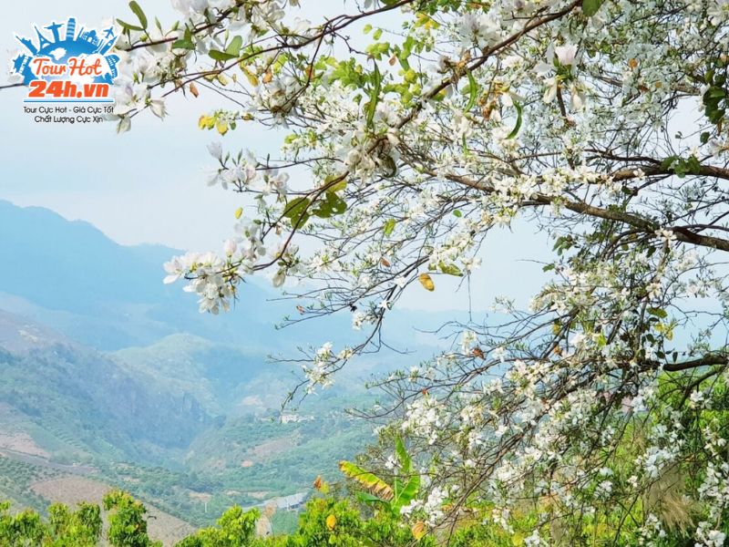 hoa-ban-mai-chau-ngam-hoa-mua-xuan-mien-bac