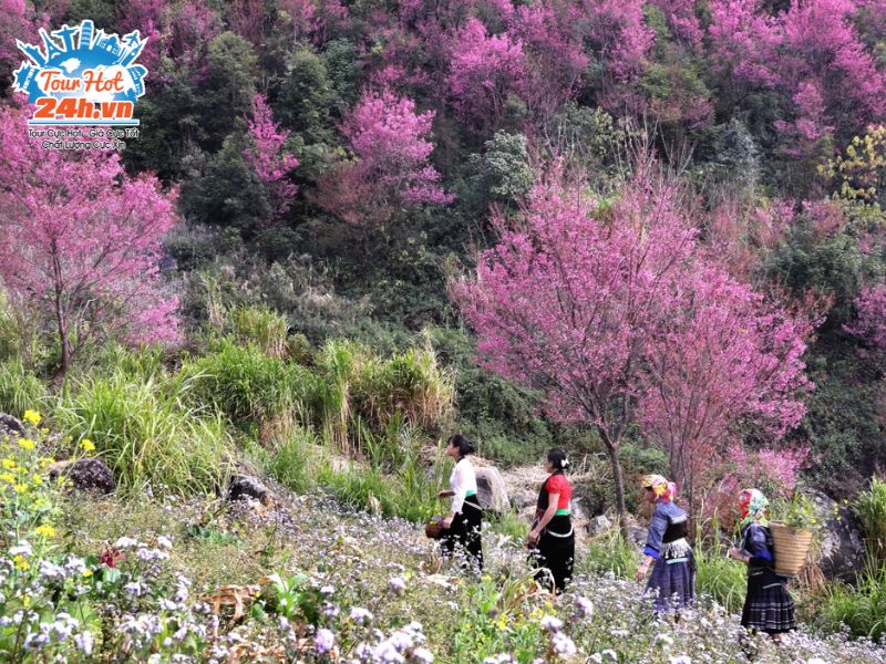 hoa-to-day-mu-cang-chai-ngam-hoa-mua-xuan-mien-bac