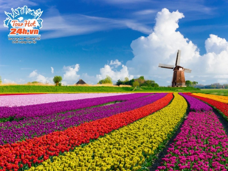 le-hoi-hoa-tulip-ha-lan