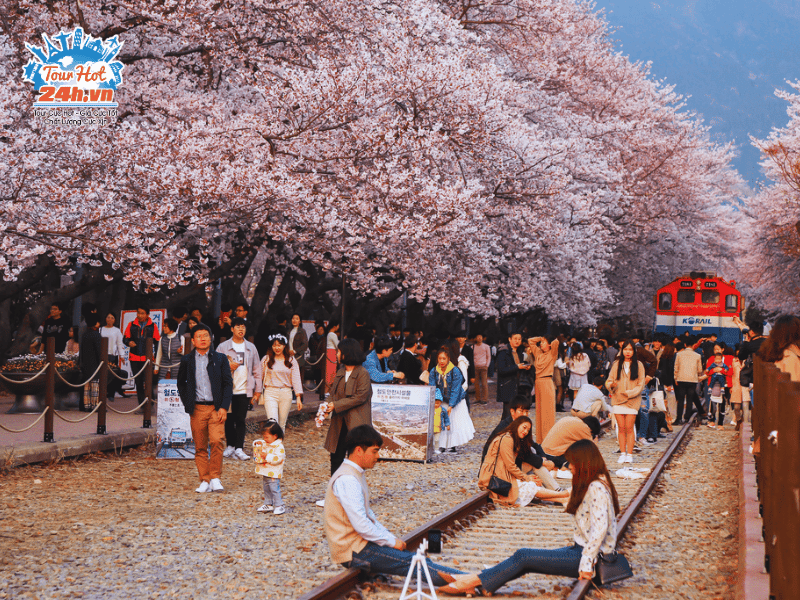 le-hoi-mua-xuan-chau-a-Hanami-1