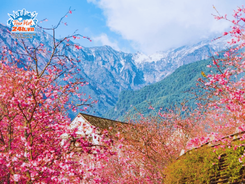 ruc-ro-sac-hoa-anh-dao-dai-ly