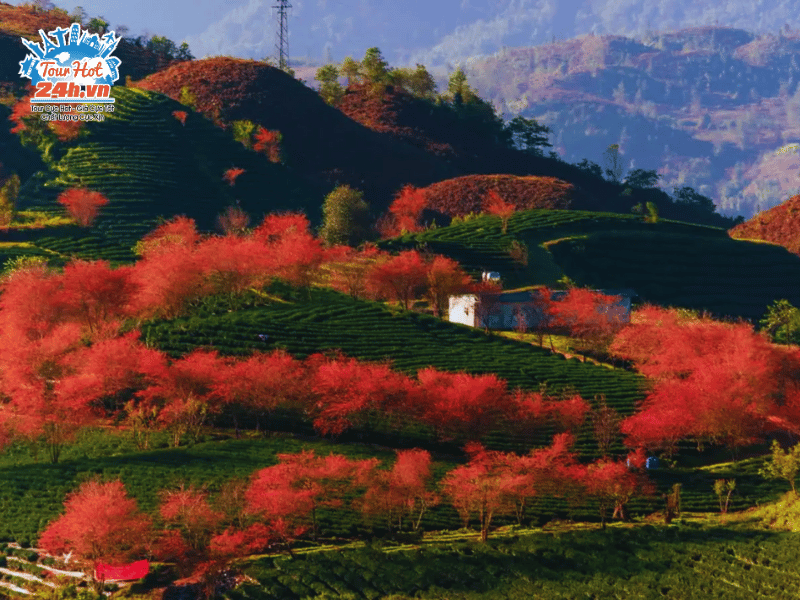 tour-du-lich-mua-xuan-mien-bac