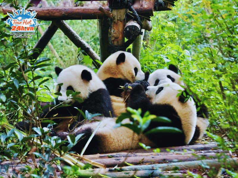 ve-dang-yeu-cua-gau-truc-thanh-do-2