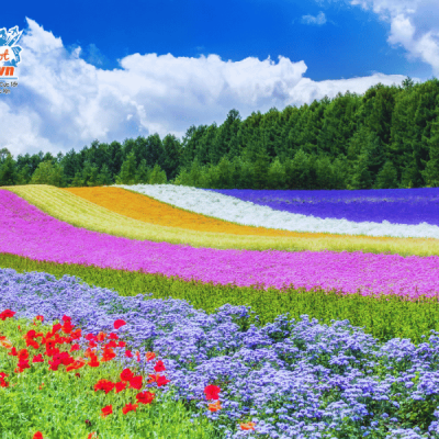 canh-dong-hoa-oai-huong-Tomita-Furano