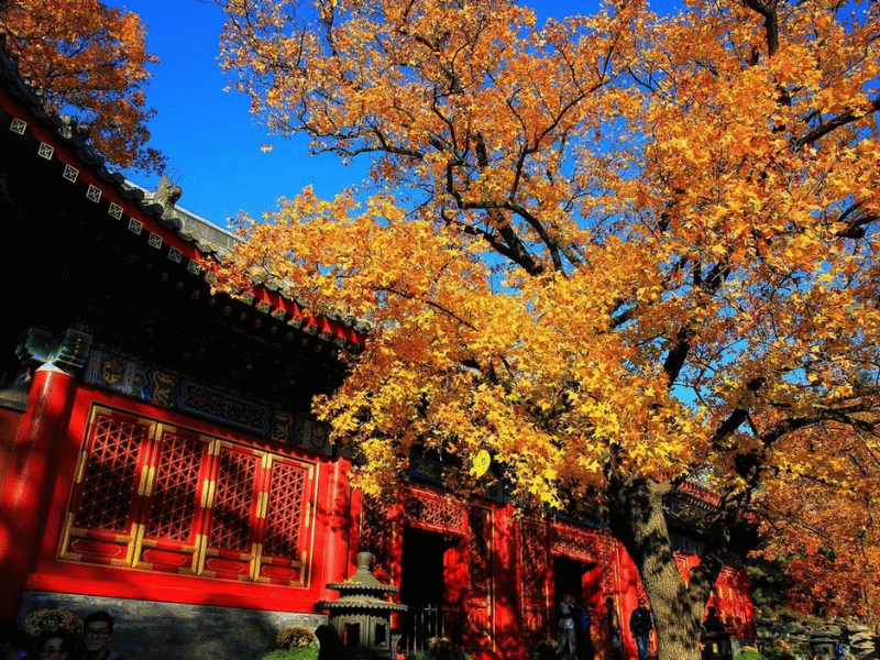 dia-diem-ngam-la-vang-bac-kinh-cong-vien-huong-son