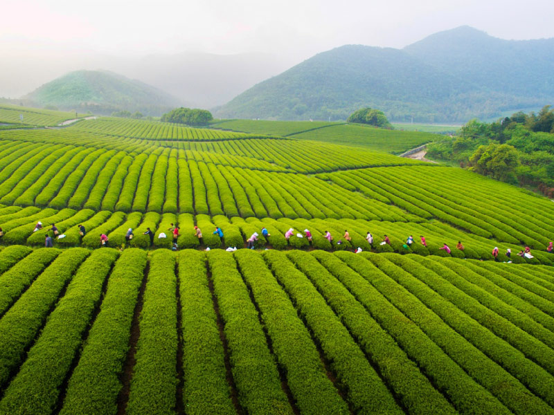 luoc-su-tra-dao-trung-hoa