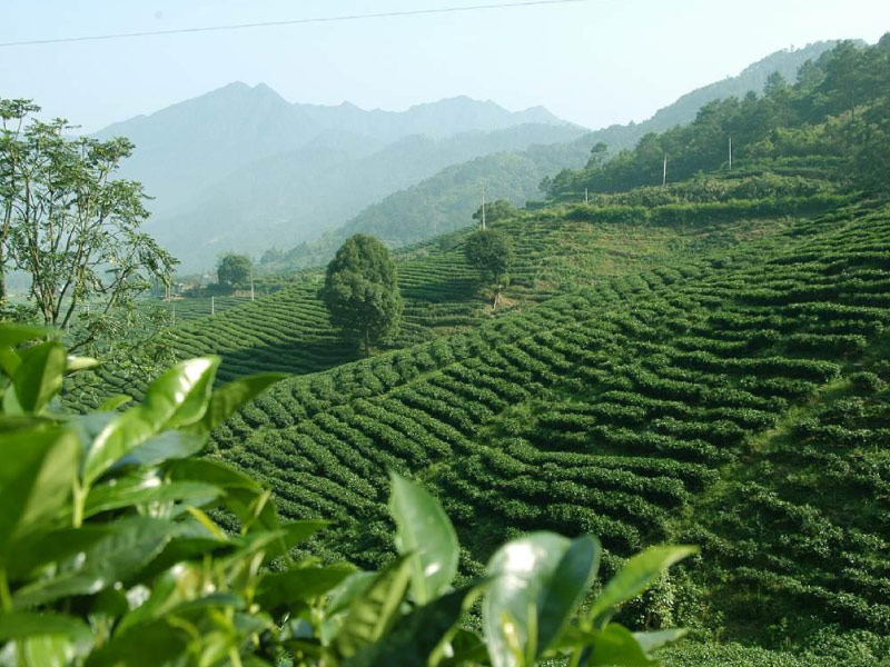 tra-long-tinh-chiet-giang