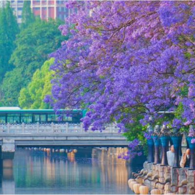 con-minh-hoa-phuong-tim