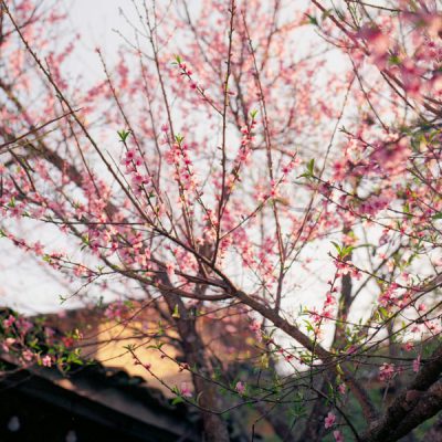 mua-xuan-tour-ha-giang-lo-lo-chai