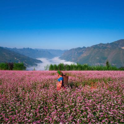 vuon-hoa-tam-giac-mach-ha-giang