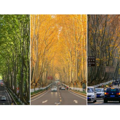 dai-lo-nam-kinh-tour-nam-kinh-5n5d