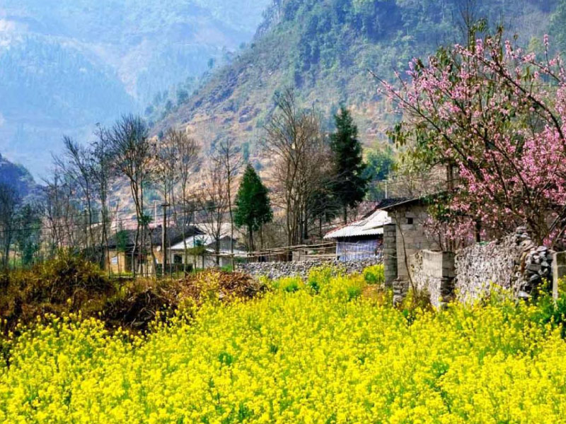 ha-giang-mua-hoa-xuan