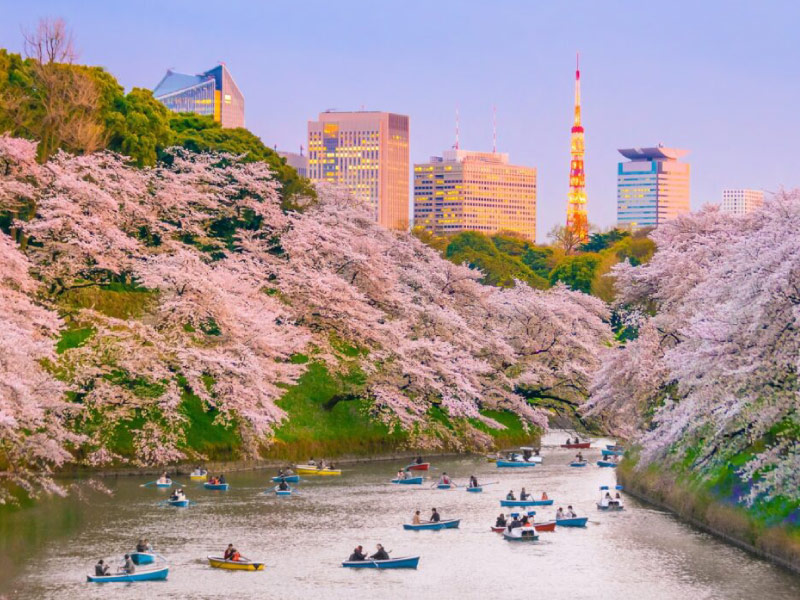 hanami-le-hoi-chau-a-mua-xuan