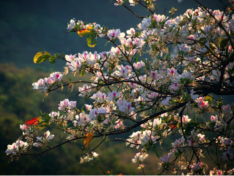 hoa-ban-dien-bien-mua-xuan