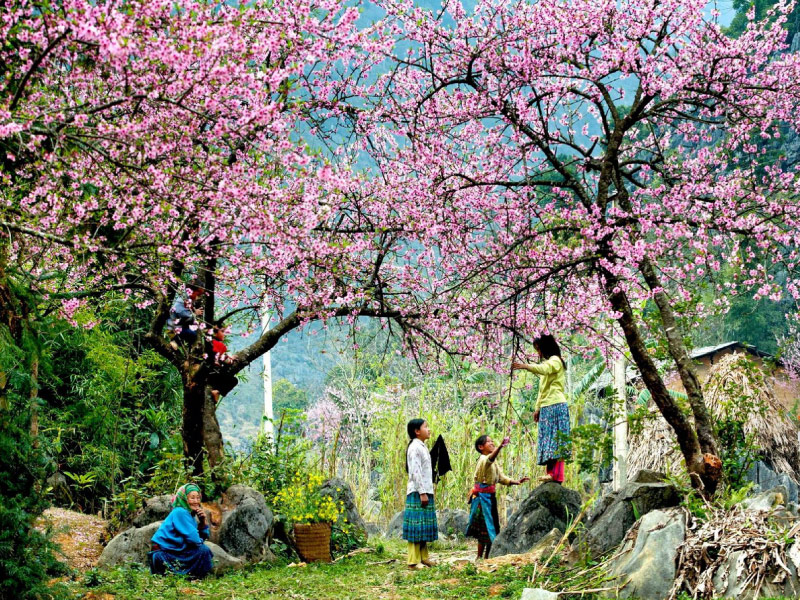 hoa-dao-hoa-xuan-mien-bac