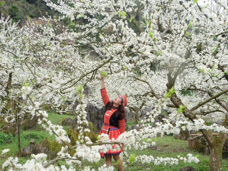 hoa-man-moc-chau-mua-xuan