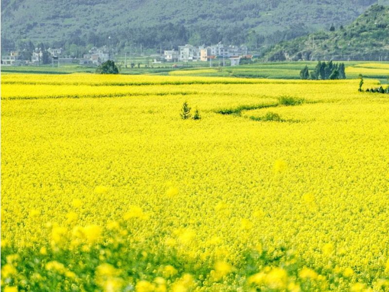 mua-xuan-o-la-binh-van-nam