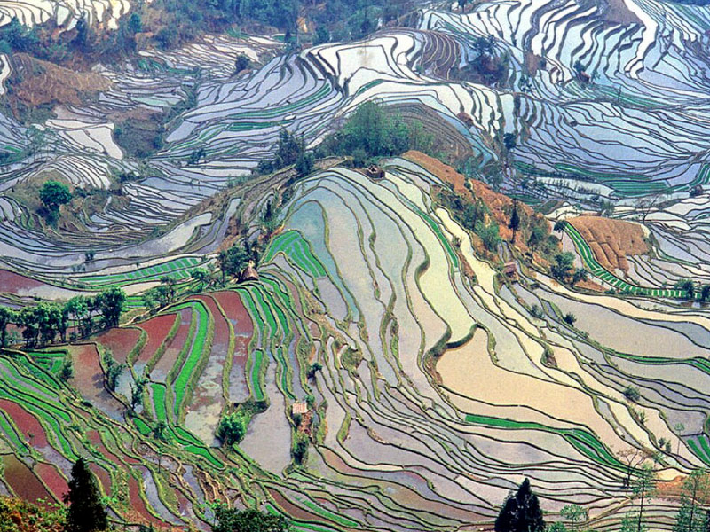 nguyen-duong-mua-xuan-dep-nhat-trung-quoc