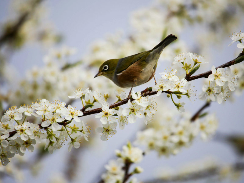 thoi-tiet-mua-xuan-dep-khong