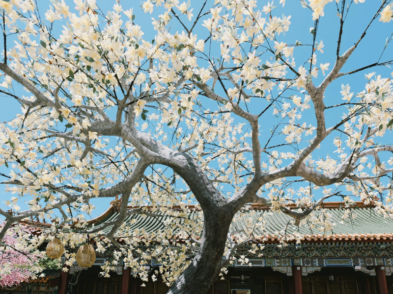 trung-quoc-mua-xuan-cho-nguoi-yeu-cai-dep