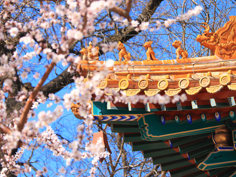 Du-lich-mua-xuan-Bac-Kinh-3