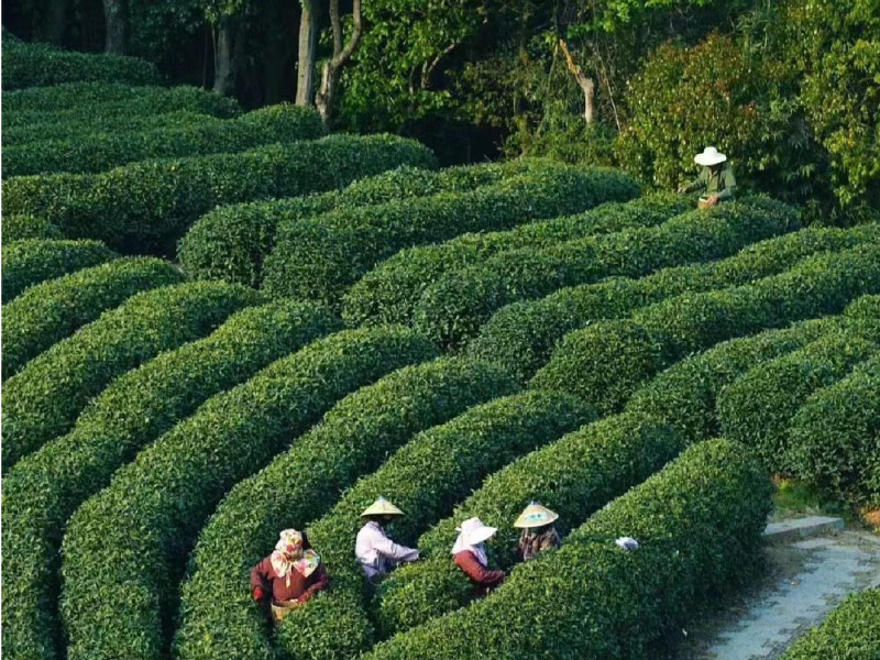 chay-dua-hai-tra-long-tinh