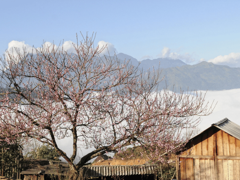 du-lich-mua-xuan-tay-bac-3