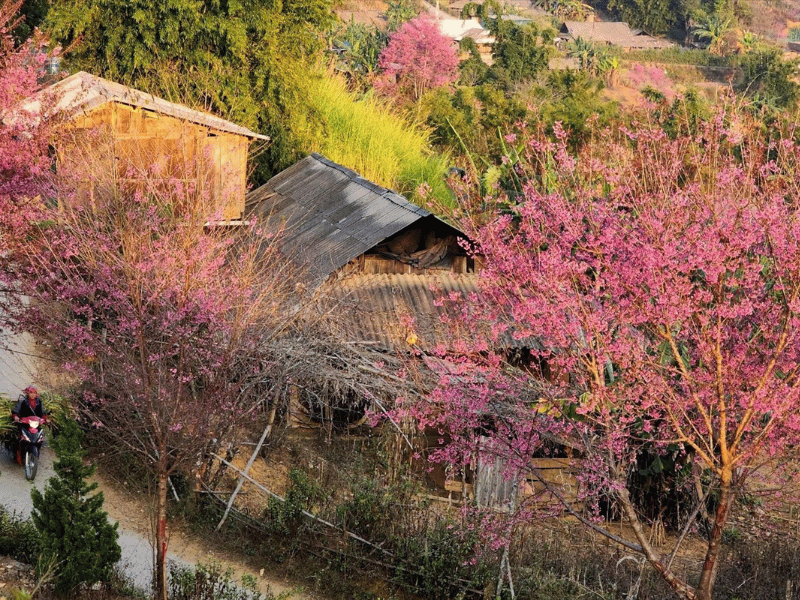 du-lich-mua-xuan-tay-bac-4