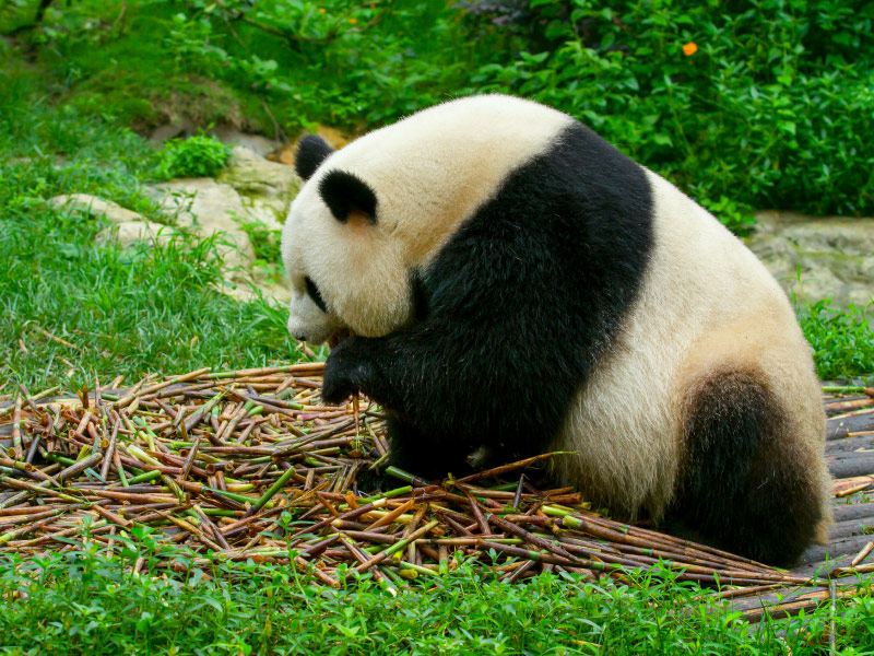 du-lich-thanh-do-la-o-yen