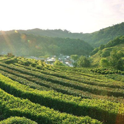 hang-chau-tra-long-tinh