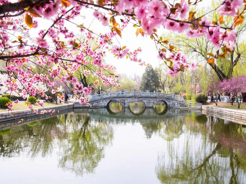 hoa-anh-dao-o-bac-kinh