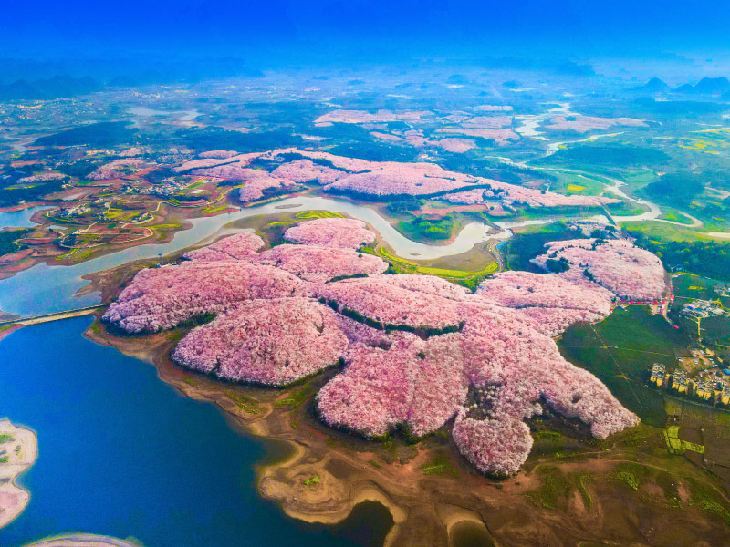 hoa-anh-dao-o-quy-chau