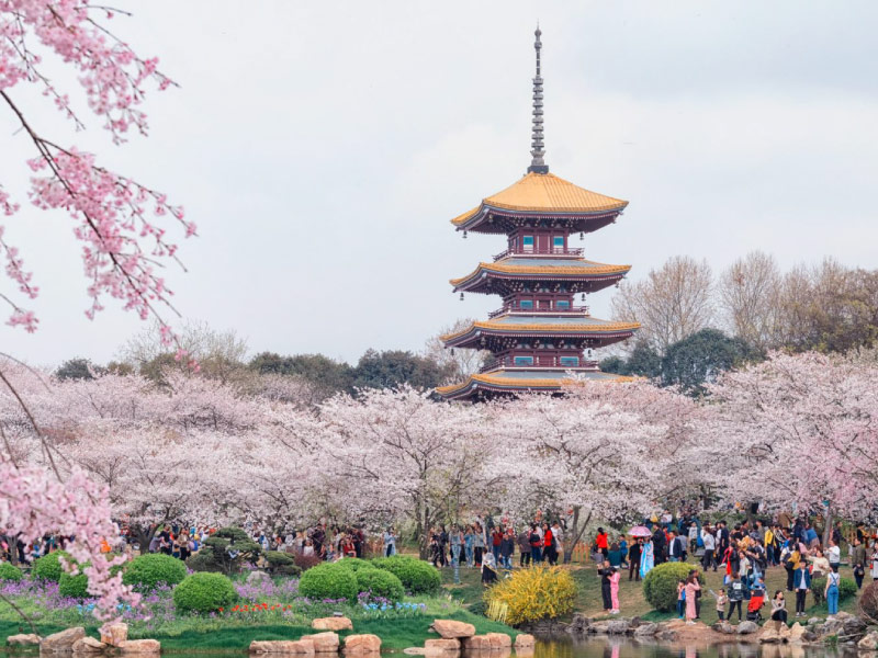 hoa-anh-dao-o-vu-han