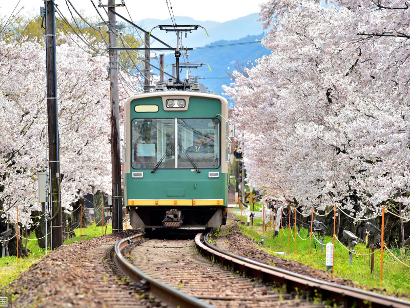 kinh-nghiem-di-trung-quoc-mua-hoa-anh-dao