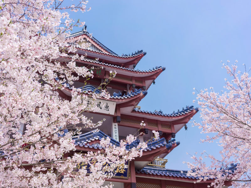 lich-trinh-hoa-anh-dao-trung-quoc