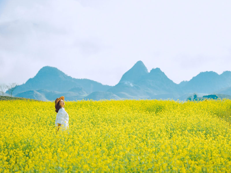 moc-chau-hoa-cai-vang