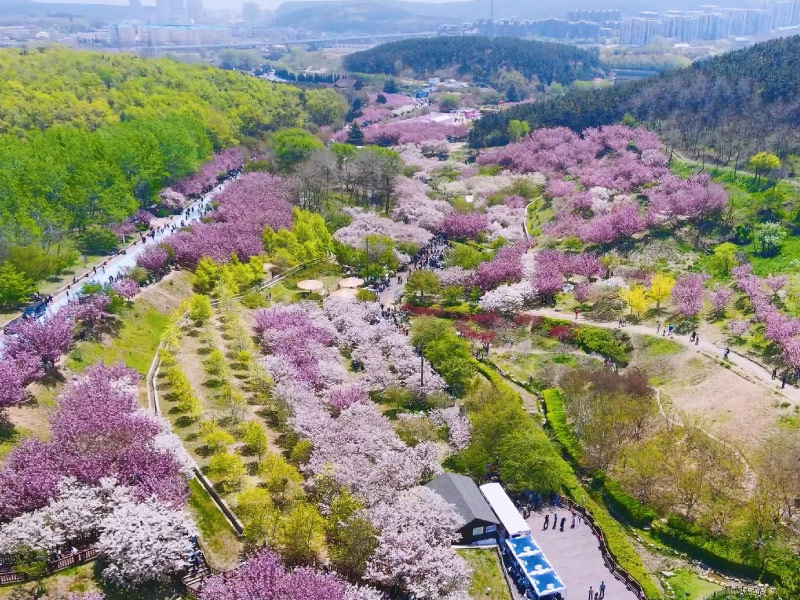 mua-hoa-anh-dao-trung-quoc