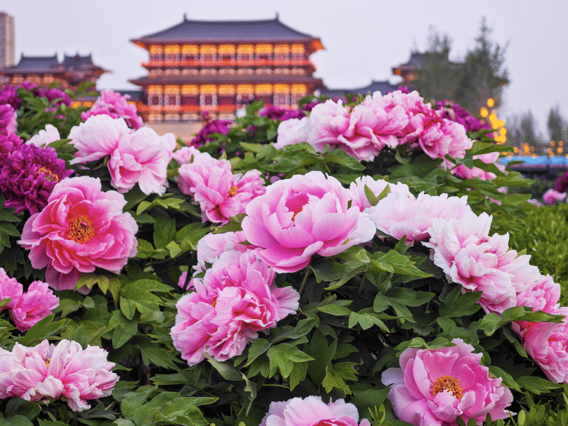 mua-hoa-mau-don-lac-duong-2