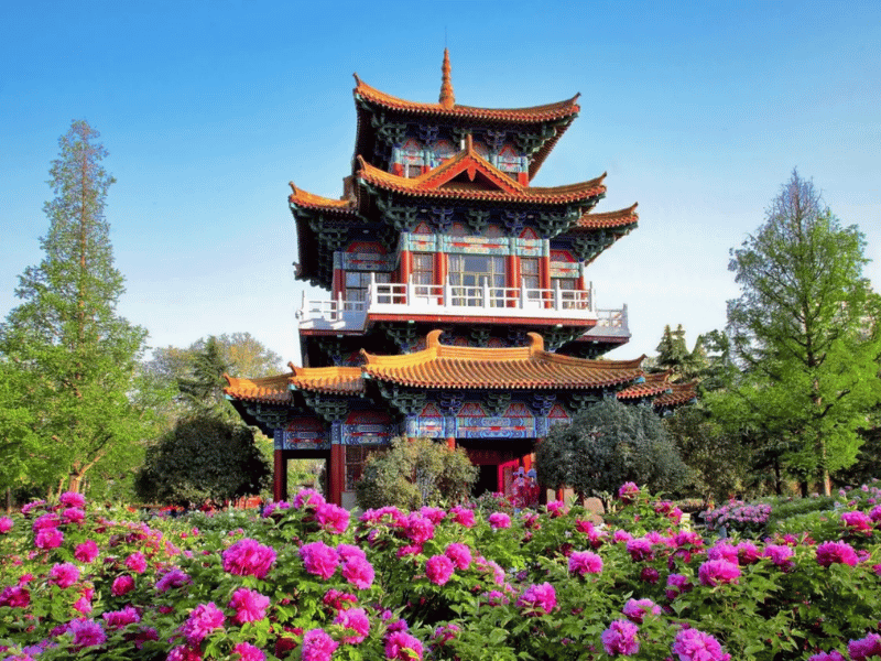 mua-hoa-mau-don-lac-duong-3