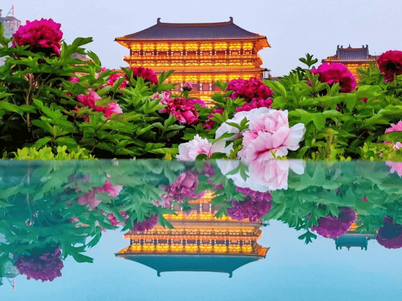 mua-hoa-mau-don-lac-duong-4