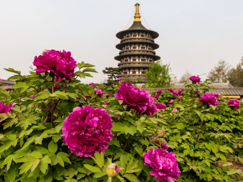 mua-hoa-mau-don-lac-duong