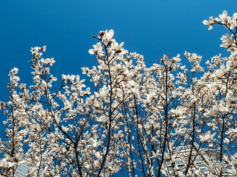 mua-xuan-thuong-hai-3