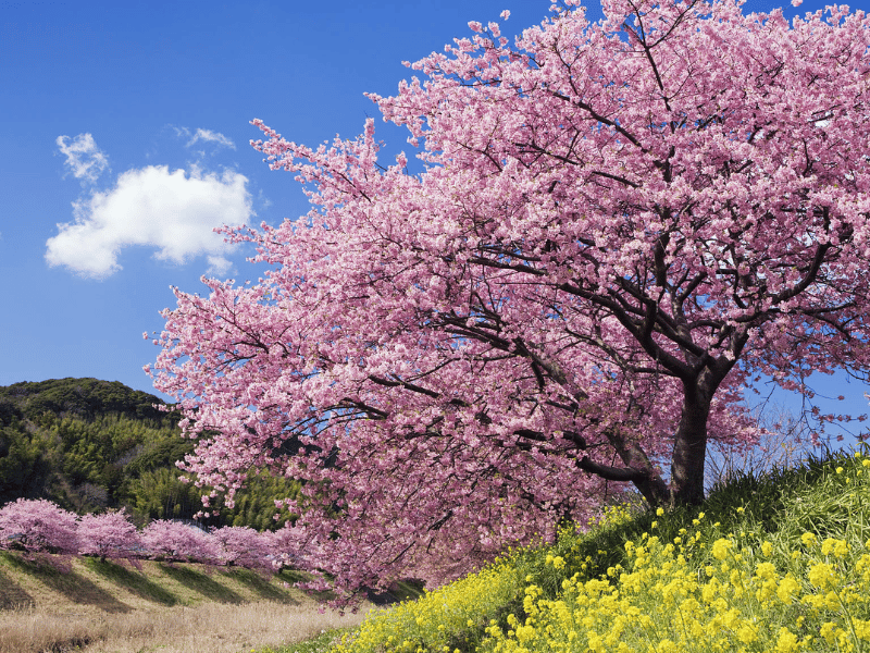 mua-xuan-trung-quoc-khac-gi-mua-thu-2