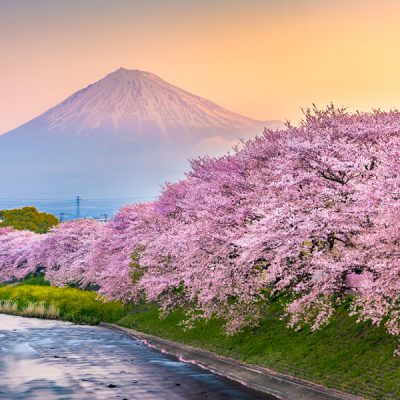 nui-phu-si-tour-nhat-ban-hoa-anh-dao-5n5d