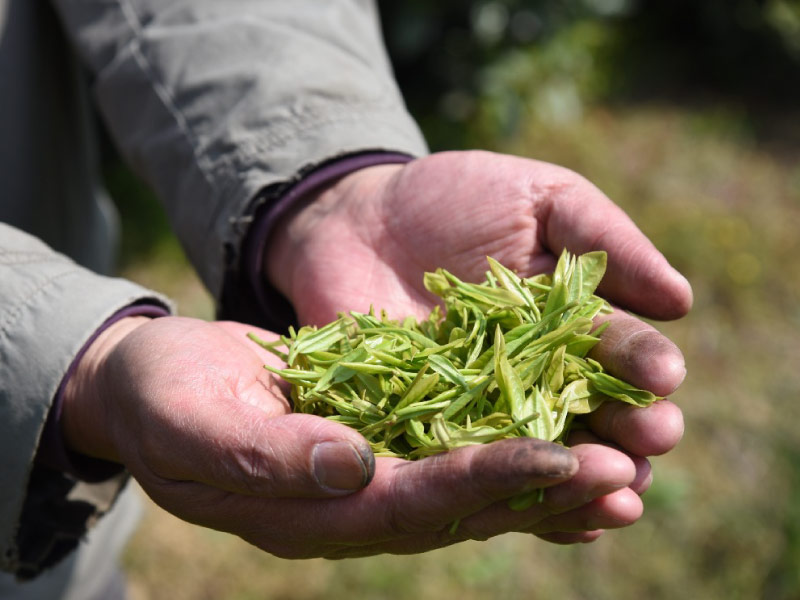 tinh-ho-che-long-tinh