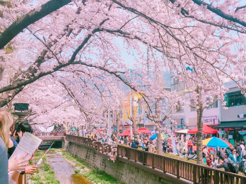 bi-quyet-ngam-hoa-anh-dao-han-quoc