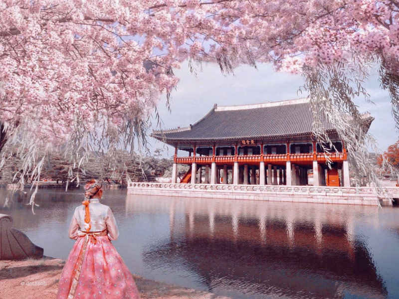 canh-phuc-cung-diem-ngam-hoa-anh-dao-dep-nhat-han-quoc